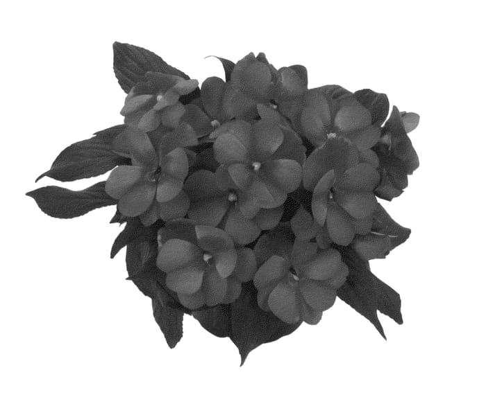 Figure 1 of US plant patent PP26780, the photograph of Dueptbus14 printed in the patent.