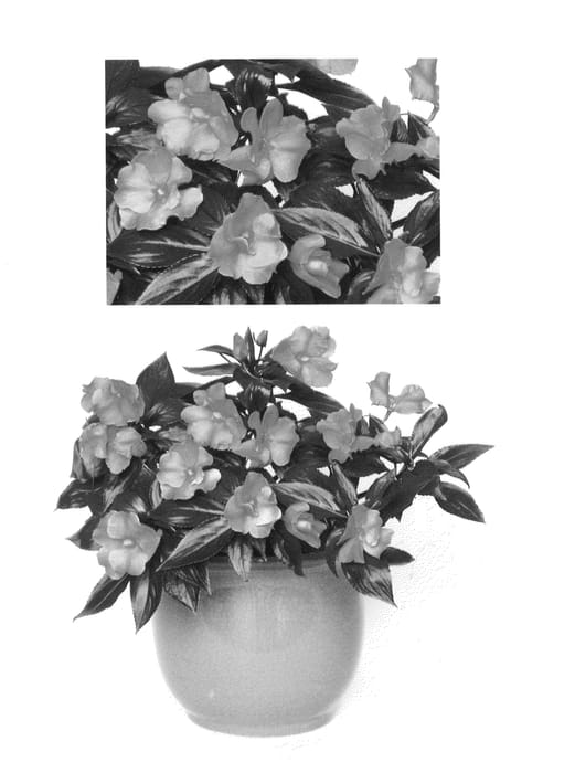 Figure 1 of US plant patent PP26781, the photograph of Kiroruf237 printed in the patent.