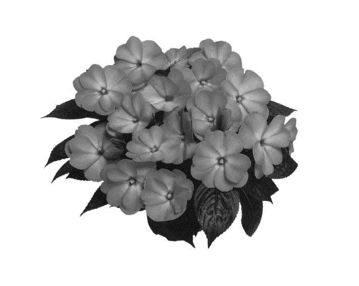 Figure 1 of US plant patent PP26782, the photograph of Duemagwis printed in the patent.