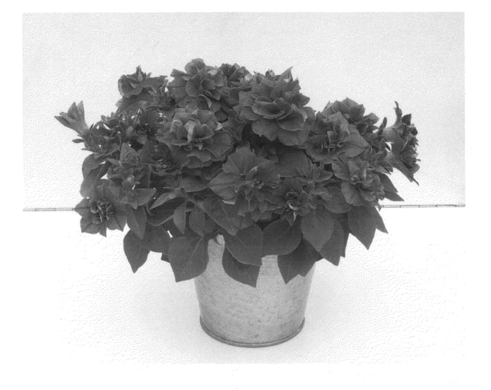 Figure 1 of US plant patent PP26783, the photograph of KLEPH13235 printed in the patent.