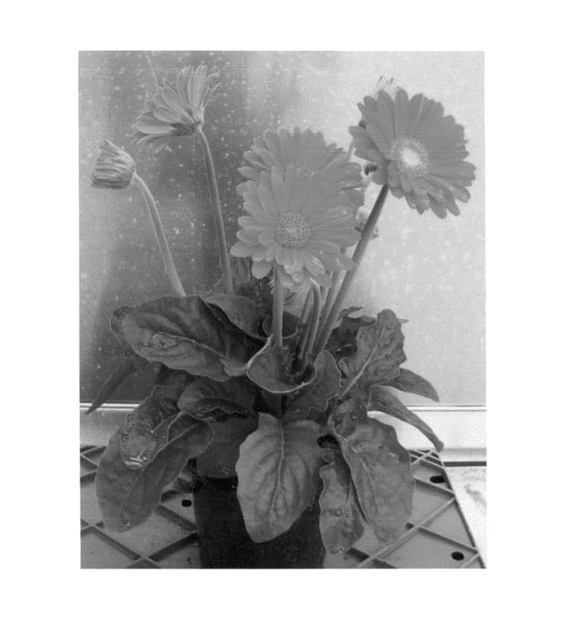 Figure 1 of US plant patent PP26784, the photograph of Garglow Imp printed in the patent.