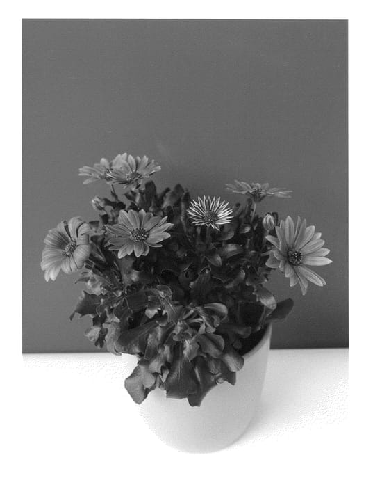 Figure 1 of US plant patent PP26785, the photograph of Sunost1403 printed in the patent.