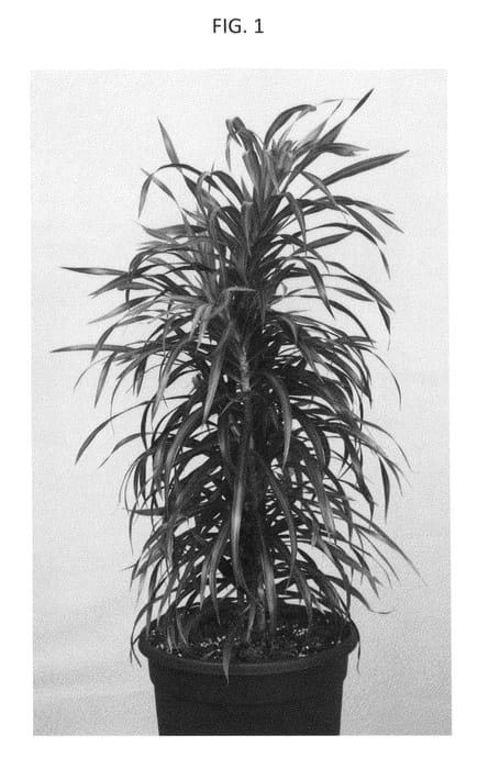 Figure 1 of US plant patent PP26786, the photograph of RDLANIVAR printed in the patent.