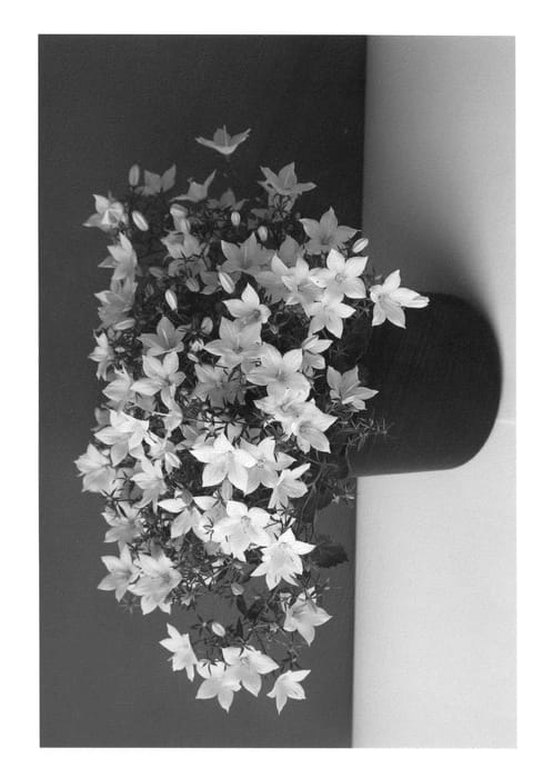 Figure 1 of US plant patent PP26787, the photograph of Bkpcmpst printed in the patent.