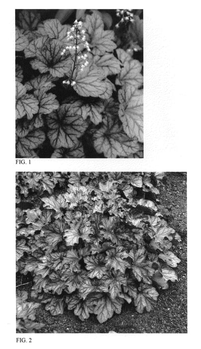 Figure 1 of US plant patent PP26788, the photograph of Blackberry Ice printed in the patent.
