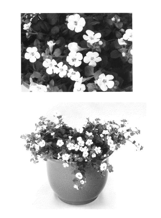 Figure 1 of US plant patent PP26789, the photograph of Danova780 printed in the patent.