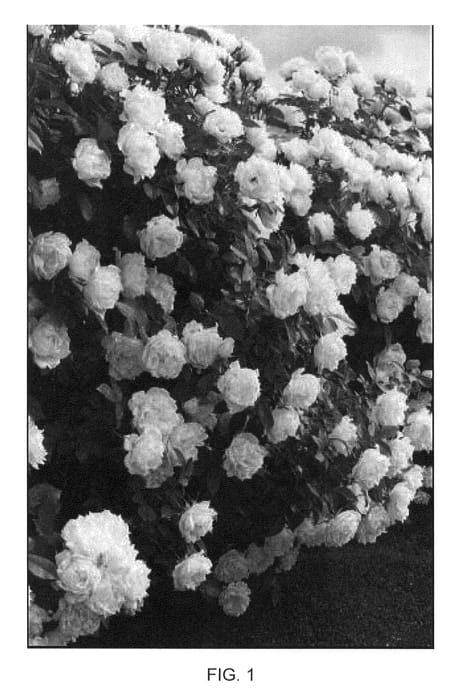 Figure 1 of US plant patent PP26790, the photograph of Meiradena printed in the patent.
