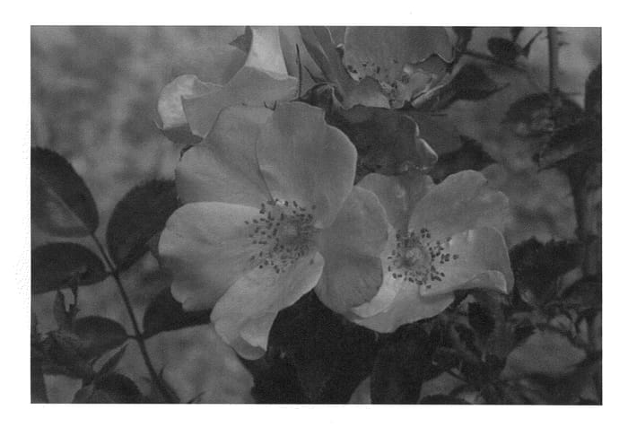 Figure 1 of US plant patent PP26791, the photograph of Radsouththree printed in the patent.