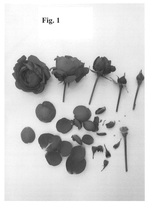 Figure 1 of US plant patent PP26792, the photograph of Poulren024 printed in the patent.