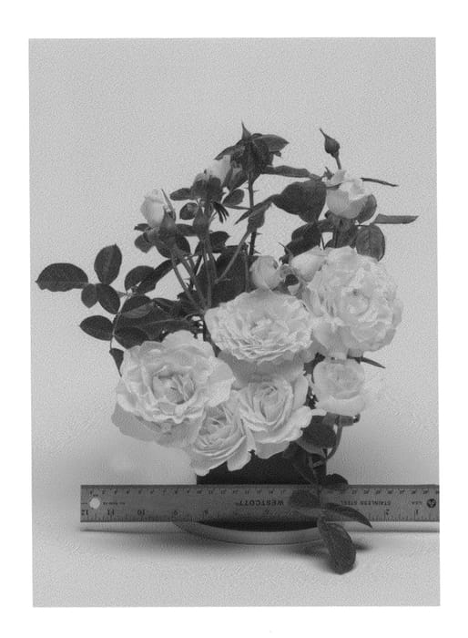 Figure 1 of US plant patent PP26793, the photograph of WEKmajuchi printed in the patent.