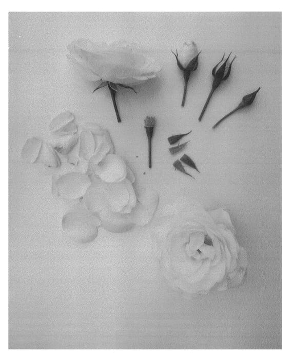 Figure 1 of US plant patent PP26794, the photograph of Poulcas044 printed in the patent.