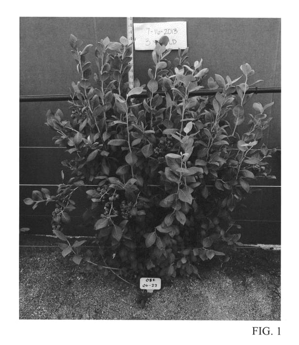 Figure 1 of US plant patent PP26795, the photograph of OBF0622 printed in the patent.