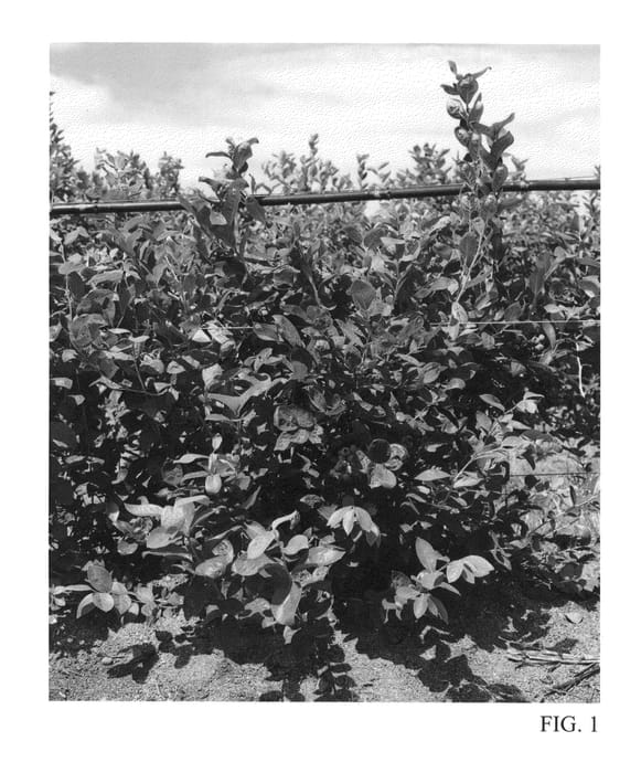 Figure 1 of US plant patent PP26796, the photograph of OBF0604 printed in the patent.
