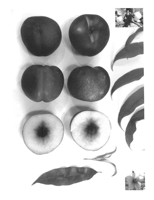 Figure 1 of US plant patent PP26797, the photograph of Pearlicious X printed in the patent.