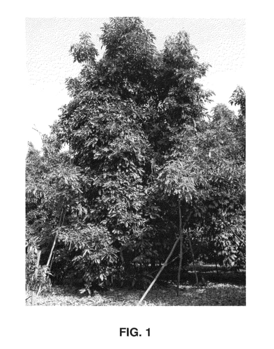 Figure 1 of US plant patent PP26798, the photograph of Flavia printed in the patent.