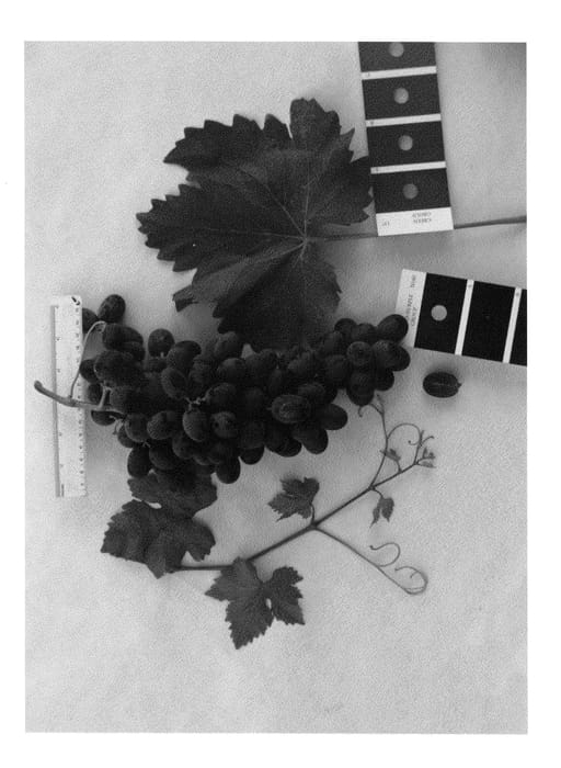 Figure 1 of US plant patent PP26799, the photograph of IFG Twenty printed in the patent.