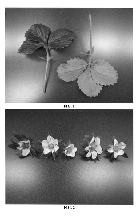 Figure 1 of US plant patent PP26800, the photograph of DrisStrawFortyThree printed in the patent.