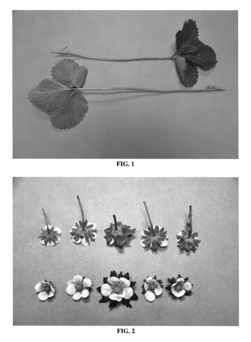 Figure 1 of US plant patent PP26801, the photograph of DrisStrawFortyFour printed in the patent.