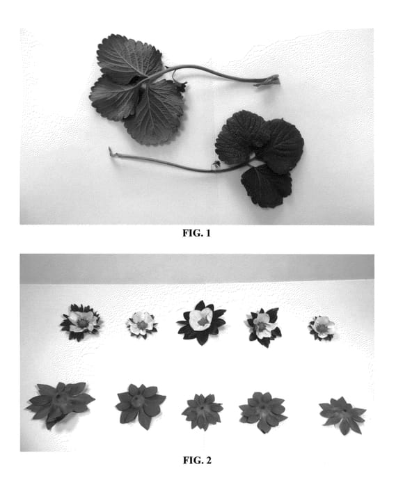Figure 1 of US plant patent PP26802, the photograph of DrisStrawFortyTwo printed in the patent.