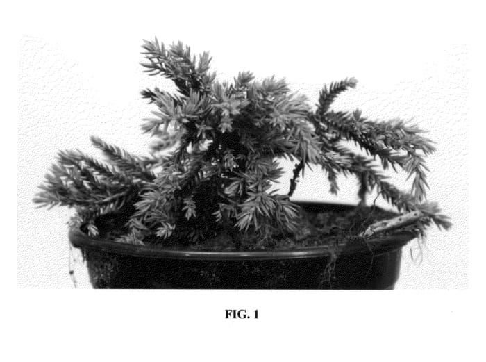 Figure 1 of US plant patent PP26803, the photograph of Little Joanna printed in the patent.
