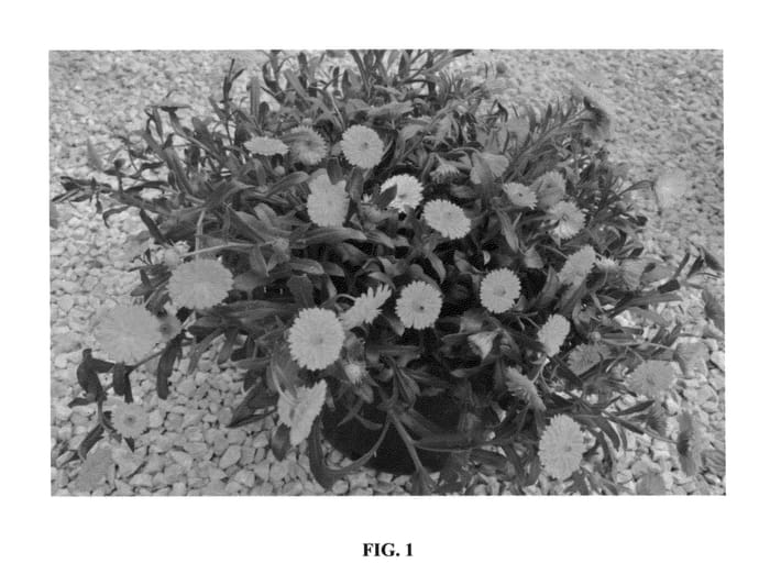 Figure 1 of US plant patent PP26804, the photograph of 20123-107D printed in the patent.