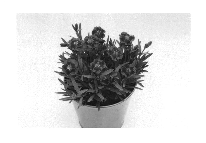 Figure 1 of US plant patent PP26805, the photograph of KLEDG13160 printed in the patent.