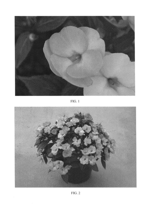 Figure 1 of US plant patent PP26806, the photograph of SAKIMP031 printed in the patent.