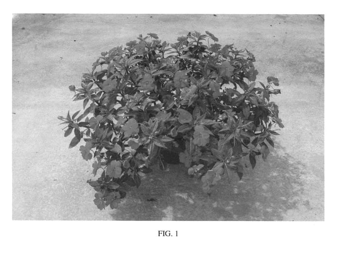 Figure 1 of US plant patent PP26807, the photograph of SAKIMP032 printed in the patent.