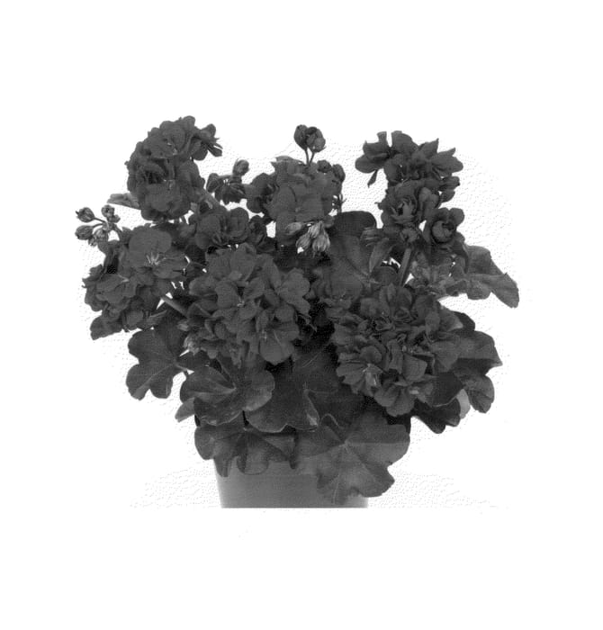 Figure 1 of US plant patent PP26808, the photograph of Duegbofdare printed in the patent.