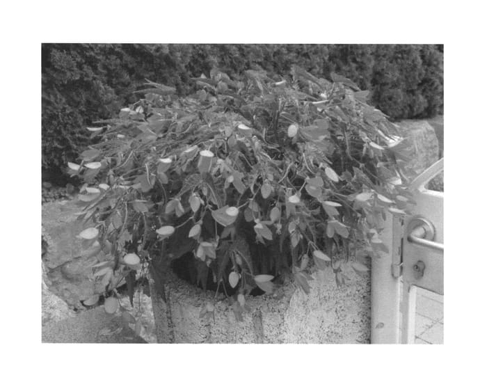 Figure 1 of US plant patent PP26809, the photograph of KLEBG13465 printed in the patent.
