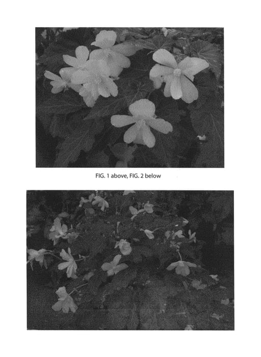 Figure 1 of US plant patent PP26810, the photograph of Enchanted Sunrise printed in the patent.