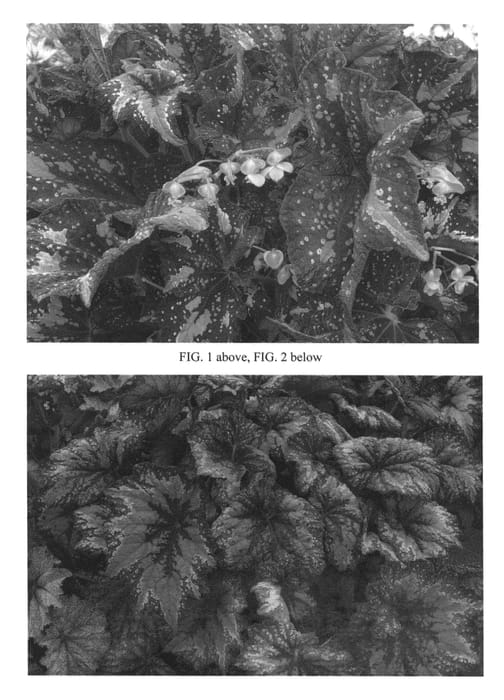 Figure 1 of US plant patent PP26811, the photograph of St. Nick printed in the patent.