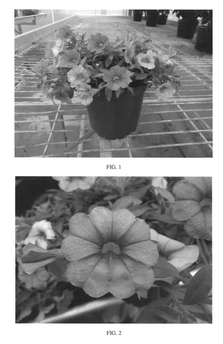 Figure 1 of US plant patent PP26812, the photograph of SAKCAL112 printed in the patent.