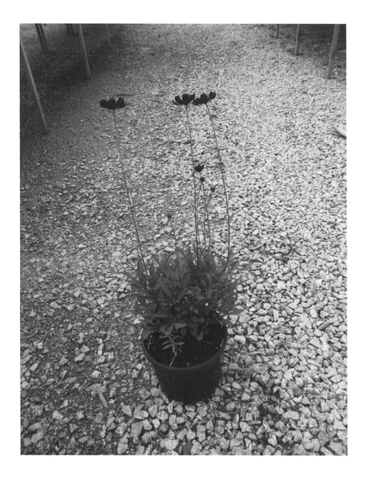 Figure 1 of US plant patent PP26813, the photograph of Hamcoec printed in the patent.