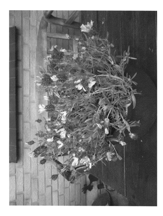 Figure 1 of US plant patent PP26814, the photograph of Riverina Gurli printed in the patent.