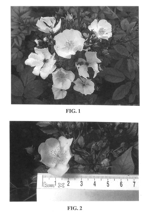 Figure 1 of US plant patent PP26815, the photograph of Pronne printed in the patent.