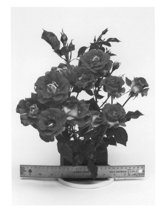 Figure 1 of US plant patent PP26816, the photograph of WEKyoopedko printed in the patent.