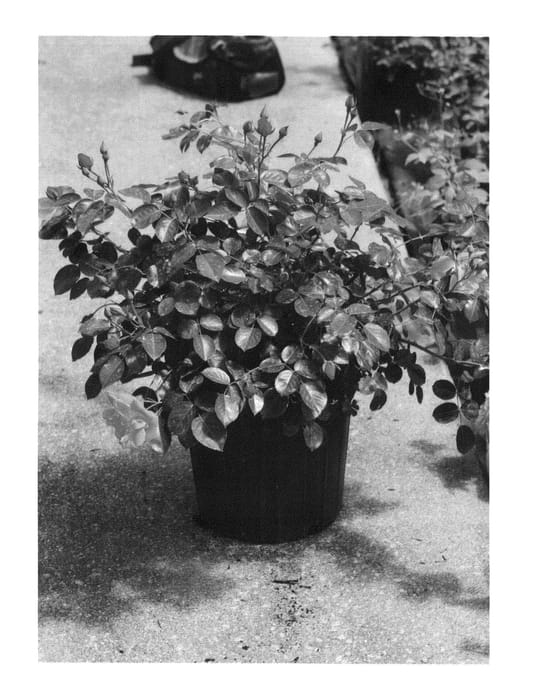 Figure 1 of US plant patent PP26817, the photograph of Chewallbell printed in the patent.