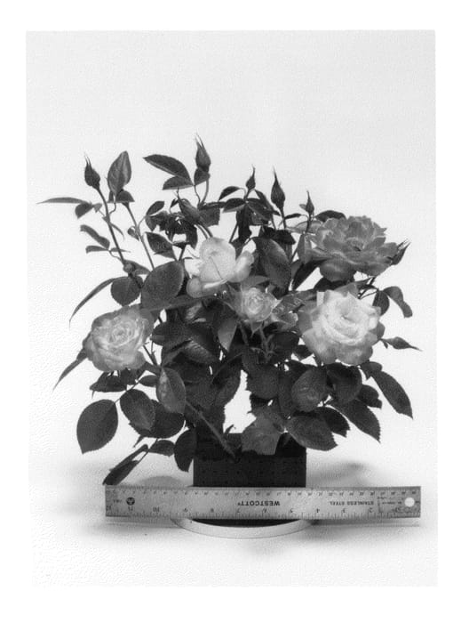 Figure 1 of US plant patent PP26818, the photograph of WEKstohoco printed in the patent.
