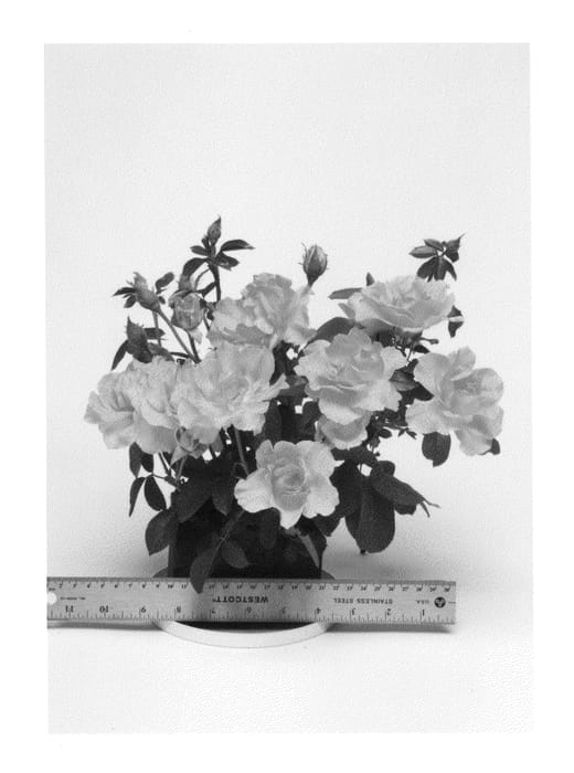 Figure 1 of US plant patent PP26819, the photograph of WEKnewchi printed in the patent.