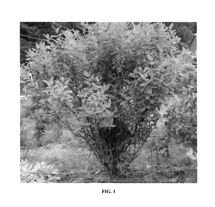 Figure 1 of US plant patent PP26820, the photograph of Kapu printed in the patent.