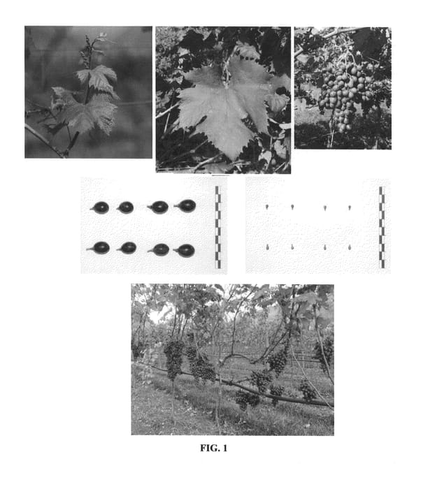 Figure 1 of US plant patent PP26821, the photograph of IASMA ECO 1 printed in the patent.