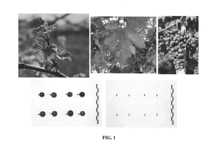 Figure 1 of US plant patent PP26822, the photograph of IASMA ECO 2 printed in the patent.