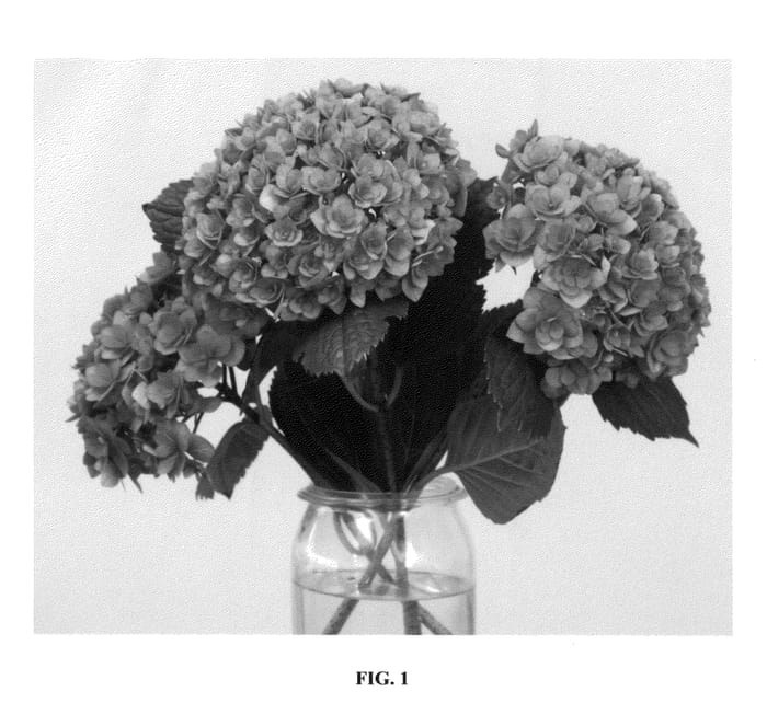 Figure 1 of US plant patent PP26823, the photograph of B-003 printed in the patent.