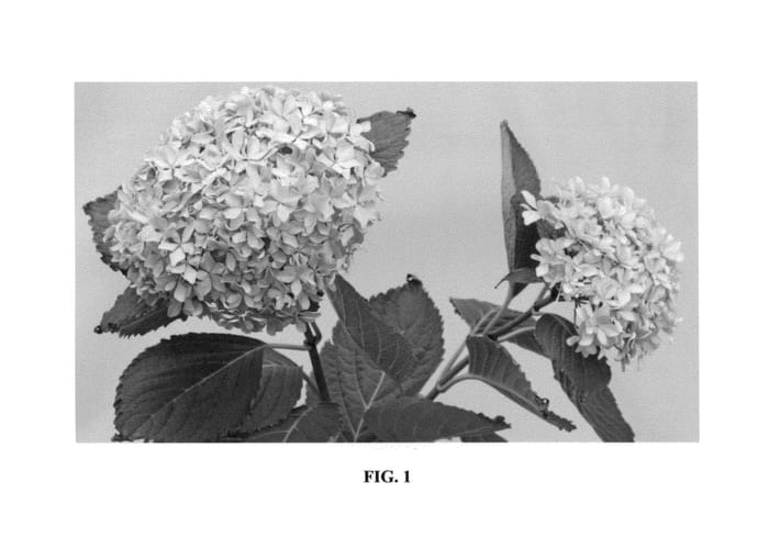 Figure 1 of US plant patent PP26824, the photograph of Inspire printed in the patent.
