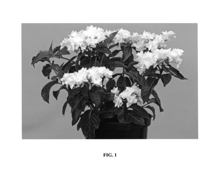 Figure 1 of US plant patent PP26825, the photograph of B-001 printed in the patent.