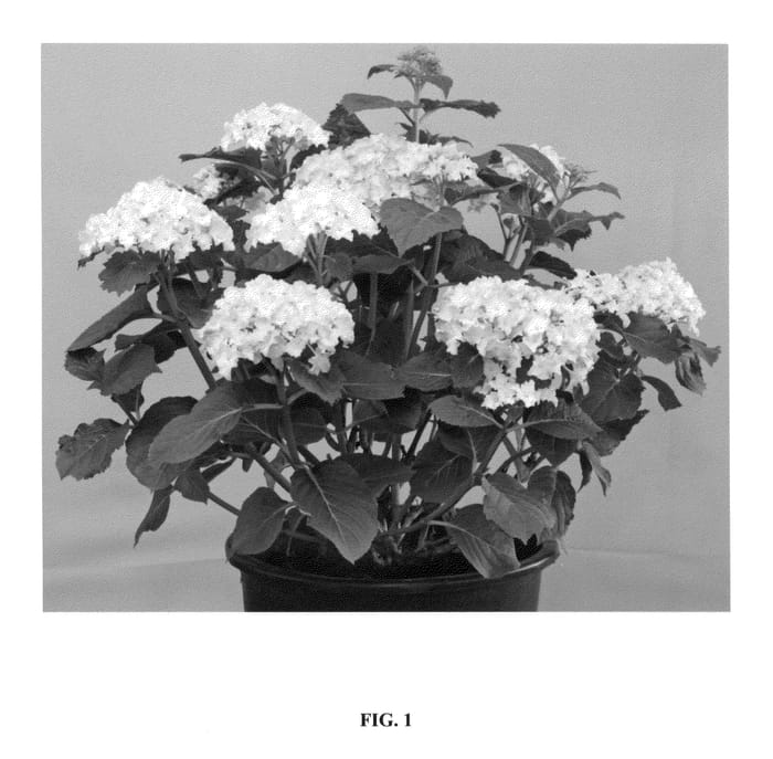 Figure 1 of US plant patent PP26826, the photograph of Spike printed in the patent.