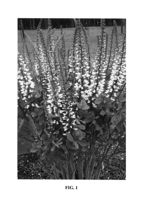Figure 1 of US plant patent PP26827, the photograph of Ivory Towers printed in the patent.