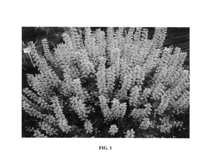 Figure 1 of US plant patent PP26828, the photograph of Blonde Bombshell printed in the patent.