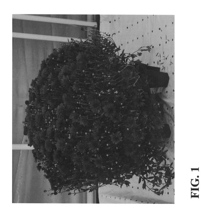 Figure 1 of US plant patent PP26829, the photograph of Zanmuhots printed in the patent.